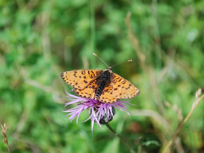 Didymaeformia didyma © GERARD Thibaut