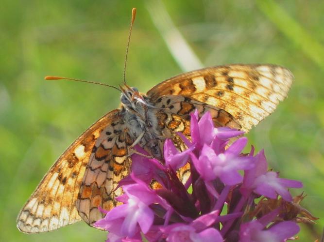 Cinclidia phoebe © MAILLIER Sébastien (CSNP)