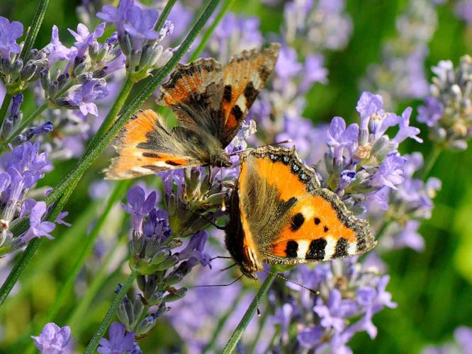 Aglais urticae © MATHOT William