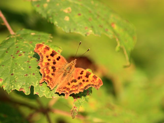 Polygonia c-album © HERMANT Thomas