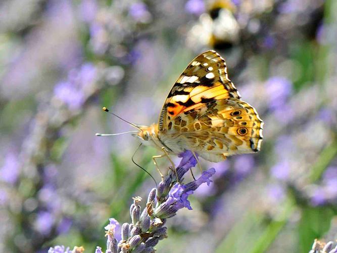 Vanessa cardui © MATHOT William