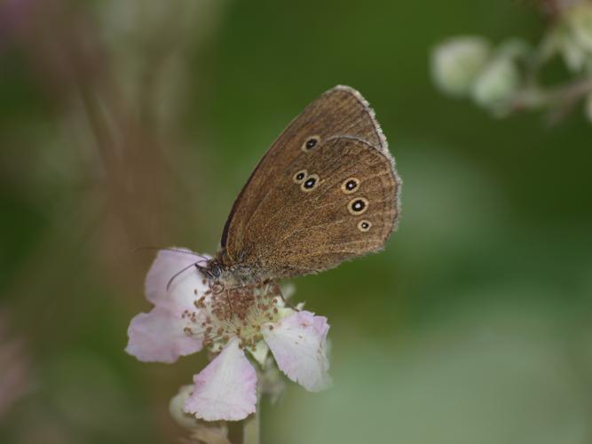 Aphantopus hyperantus © DUTOUR Lucie