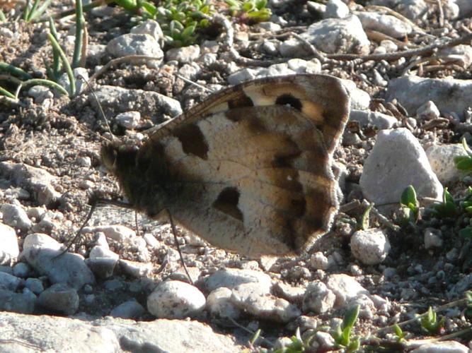 Chazara briseis © MAILLIER Sébastien