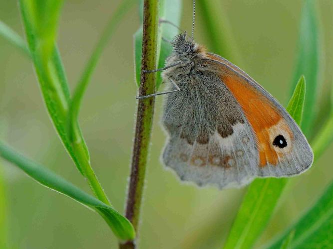 Coenonympha pamphilus © MATHOT William