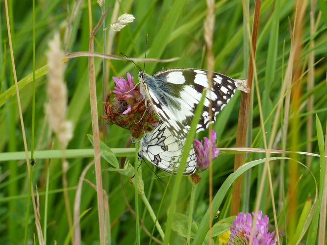 Melanargia galathea © DEROZIER Carole