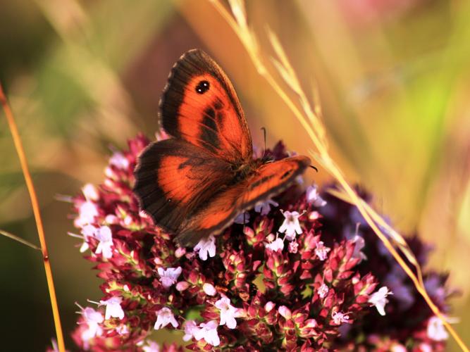 Pyronia tithonus © HERMANT Thomas