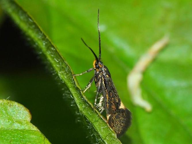 Esperia sulphurella © GUILLEMOT Arlette