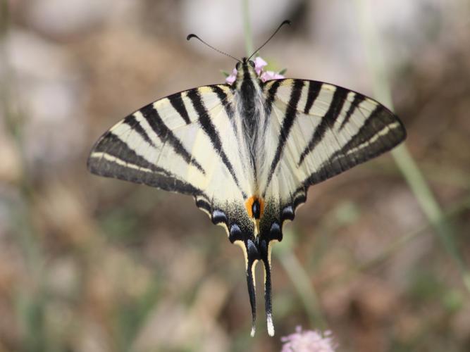 Iphiclides podalirius © COLINDRE Laurent