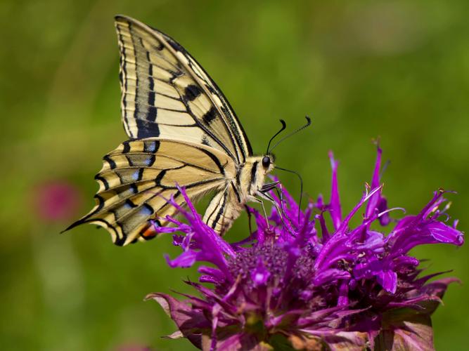 Papilio machaon © CORDELIER Sylvain