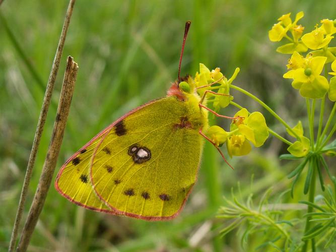 Colias alfacariensis © DUTOUR Lucie