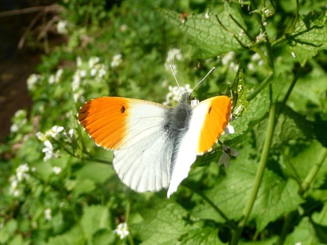 Anthocharis cardamines mâle © MAILLIER Sébastien