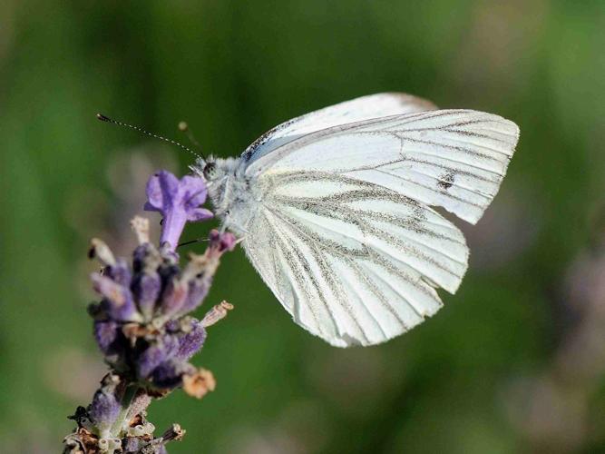 Pieris napi © MATHOT William