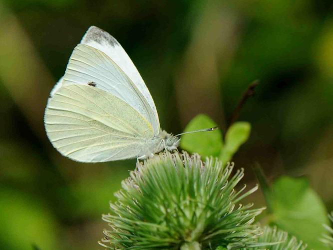 Pieris rapae © MATHOT William