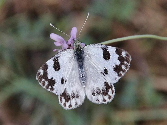 Pontia daplidice © COLINDRE Laurent