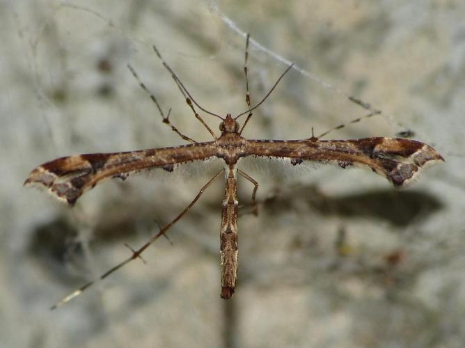 Amblyptilia acanthadactyla © BARBIER Simon