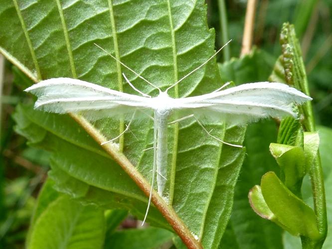 Pterophorus pentadactyla © MAILLIER Sébastien