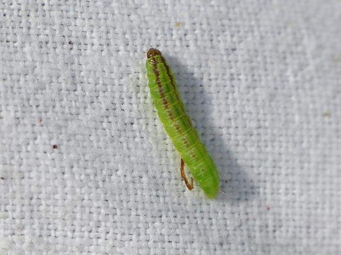 Trachycera advenella © BARBIER Simon