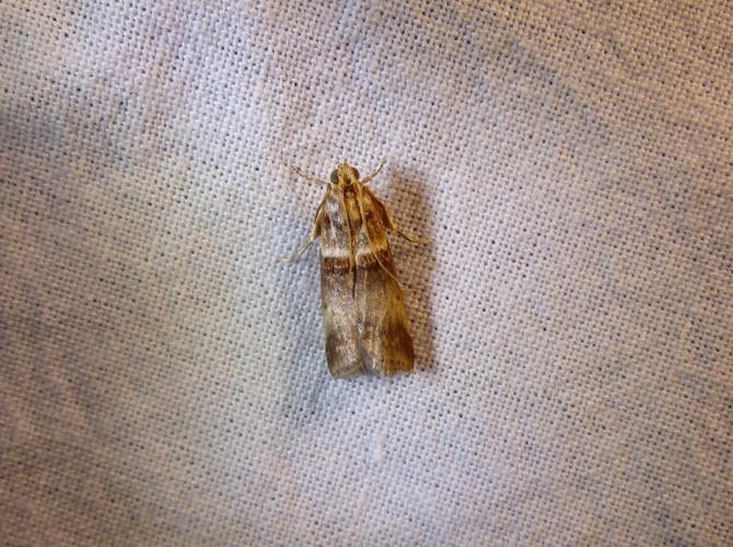 Acrobasis tumidana © DEROZIER Carole