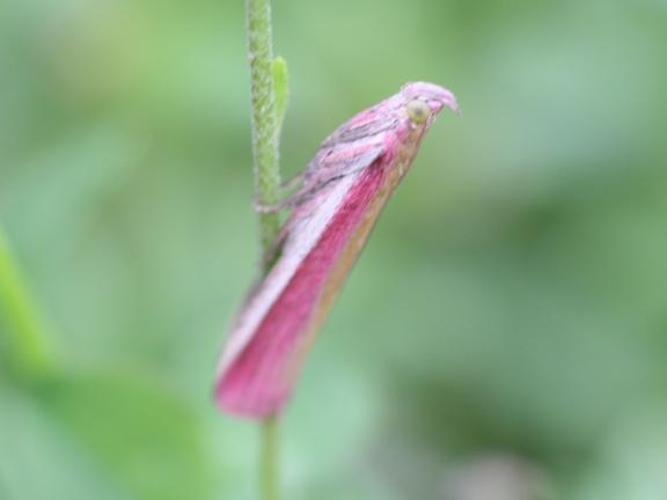 Oncocera semirubella © DANTEN Benoit