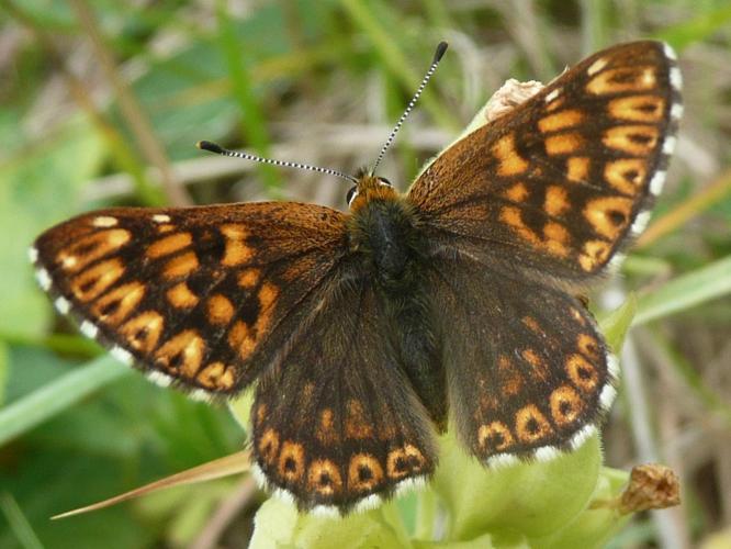 Hamearis lucina © MAILLIER Sébastien (Picardie Nature)