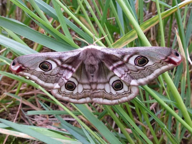 Saturnia pavonia © MAILLIER Sébastien