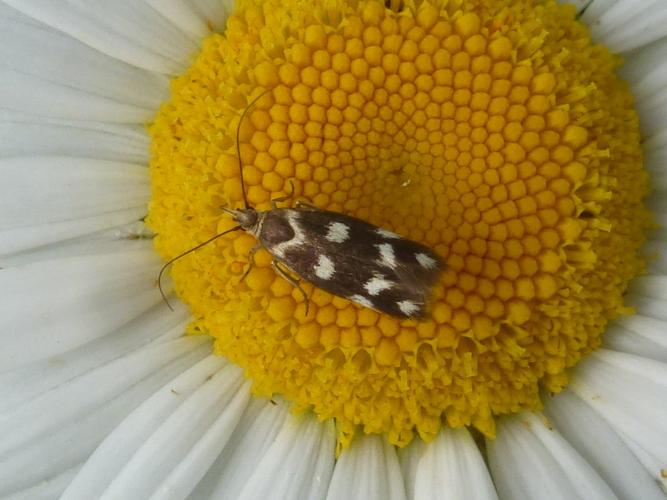 Scythris scopolella © MAILLIER Sébastien