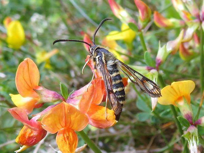 Bembecia ichneumoniformis © MAILLIER Sébastien