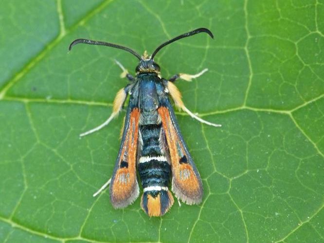 Pyropteron chrysidiforme © BARBIER Simon