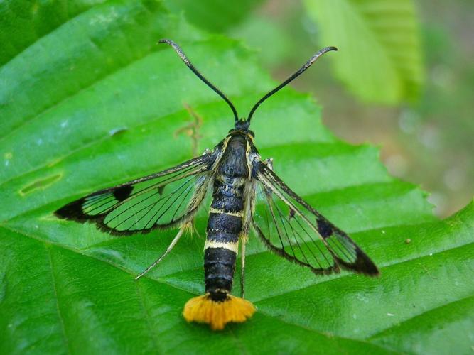 Synanthedon scoliaeformis © HALLART Guénael