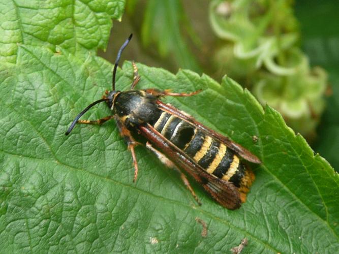 Pennisetia hylaeiformis © MAILLIER Sébastien