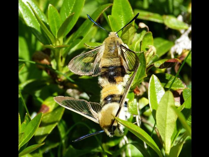 Hemaris tityus © BARBIER Simon