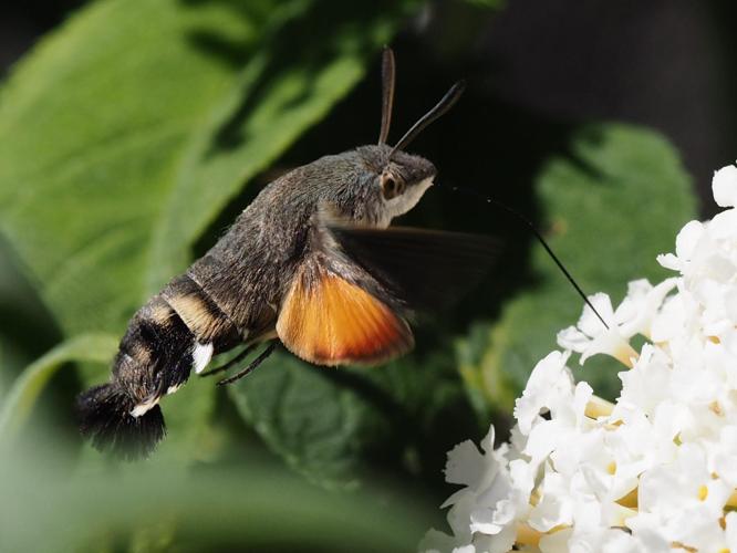 Macroglossum stellatarum © PLATEAUX Luc