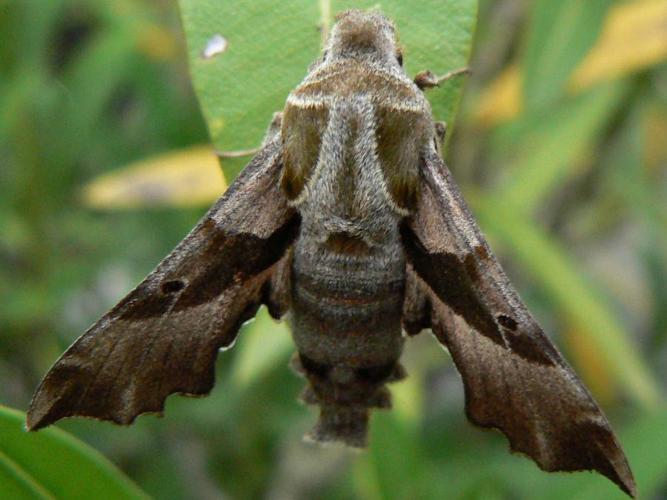 Proserpinus proserpina © DEROZIER Carole