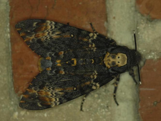 Acherontia atropos © PERSYN Jacques