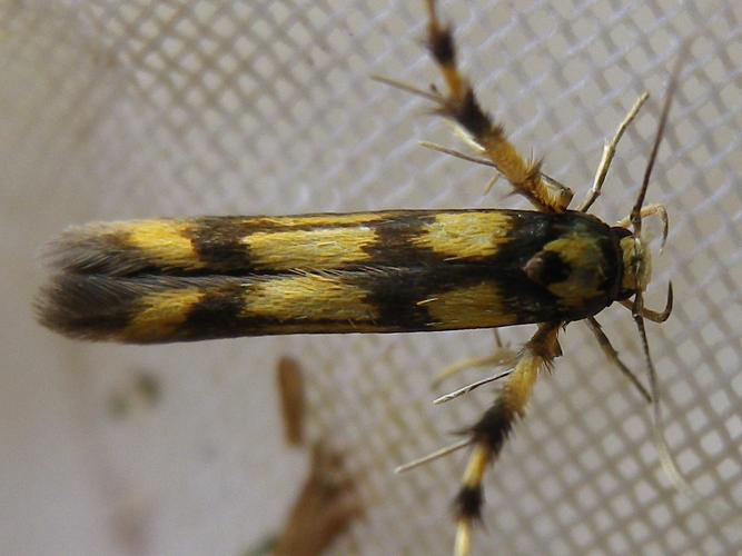 Stathmopoda pedella © HALLART Guénael