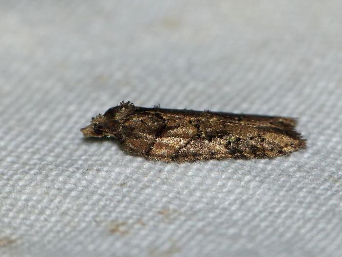 Acleris abietana © BARBIER Simon