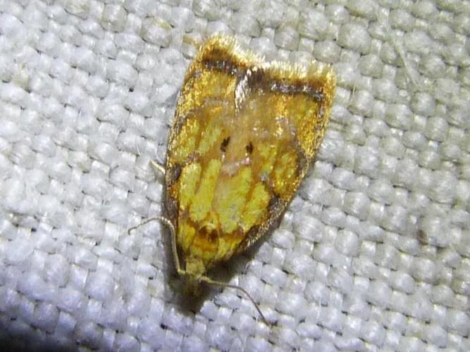 Acleris bergmanniana © ADAM David