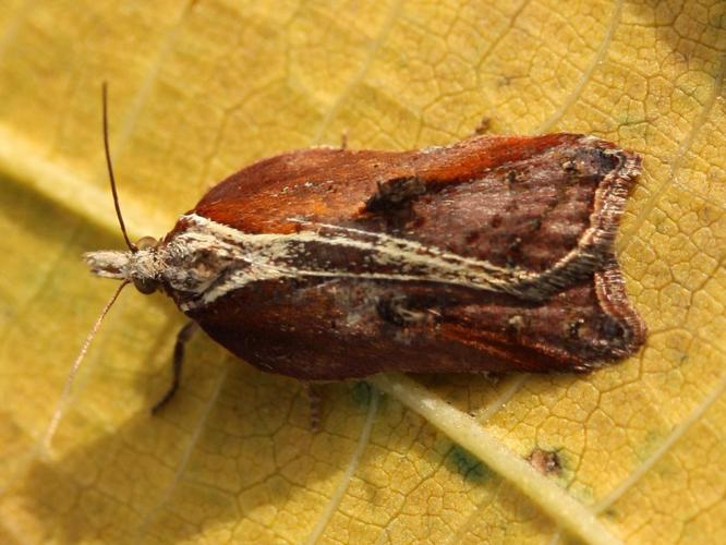 Acleris cristana © LETHEVE Xavier