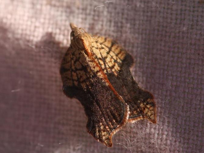 Acleris emargana © DANTEN Benoit