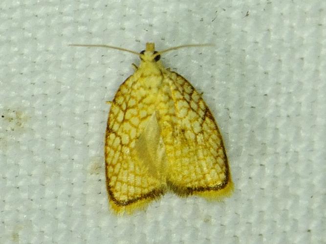 Acleris forsskaleana © MATHOT William