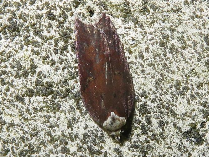 Acleris hastiana © MAILLIER Sébastien