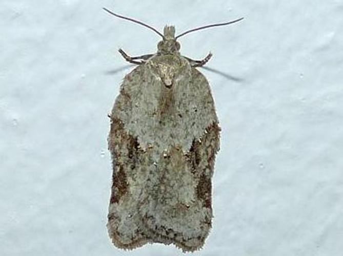 Acleris kochiella © DEROZIER Carole