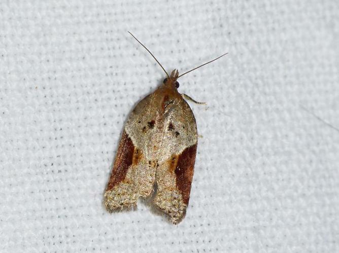 Acleris laterana © BARBIER Simon