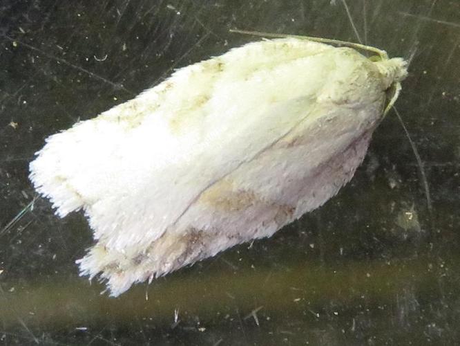 Acleris logiana © MAILLIER Sébastien