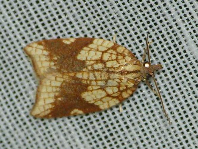 Acleris rhombana © BARBIER Simon