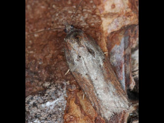 Acleris schalleriana © LETHEVE Xavier