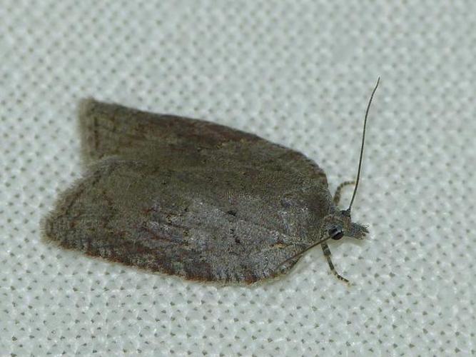 Acleris sparsana © BARBIER Simon