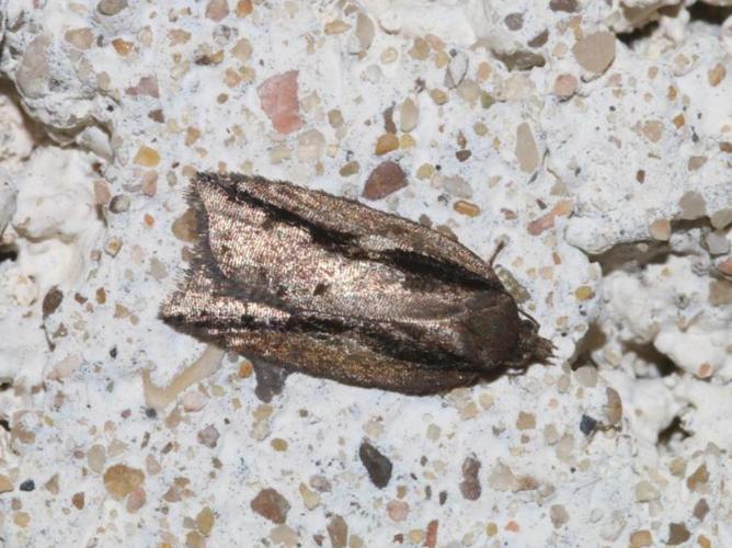 Acleris umbrana © DANTEN Benoit