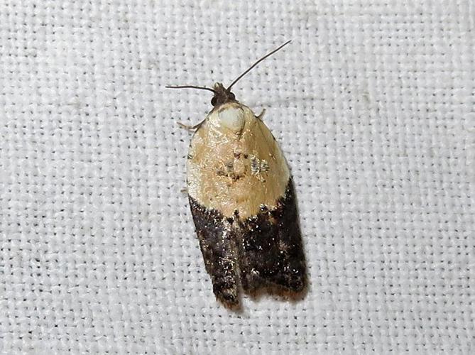 Acleris variegana © MAILLIER Sébastien