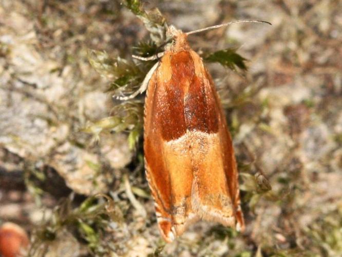 Ancylis mitterbacheriana © LETHEVE Xavier